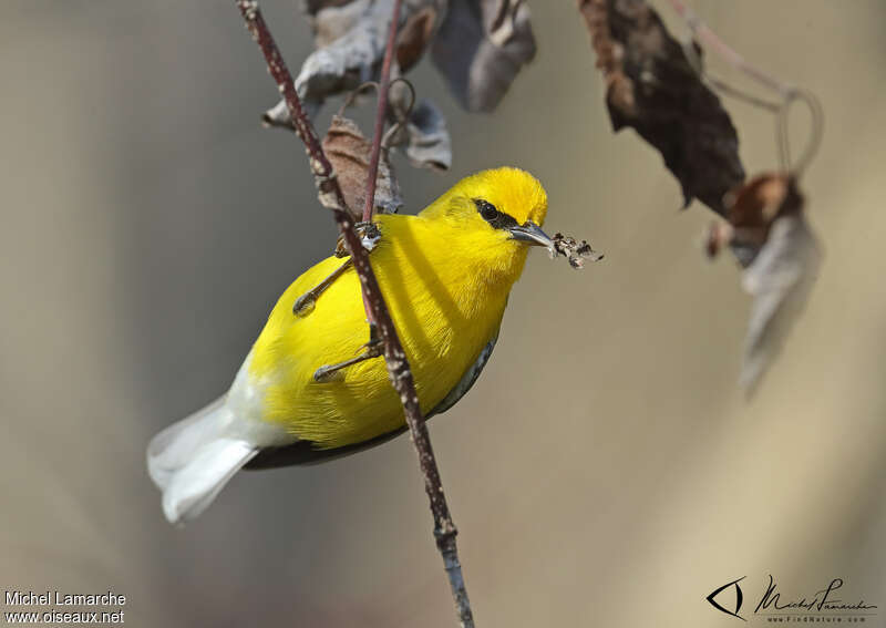 Blue-winged Warbler male adult breeding, pigmentation, Behaviour