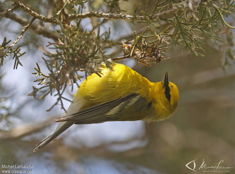 Blue-winged Warbler male adult breeding, fishing/hunting