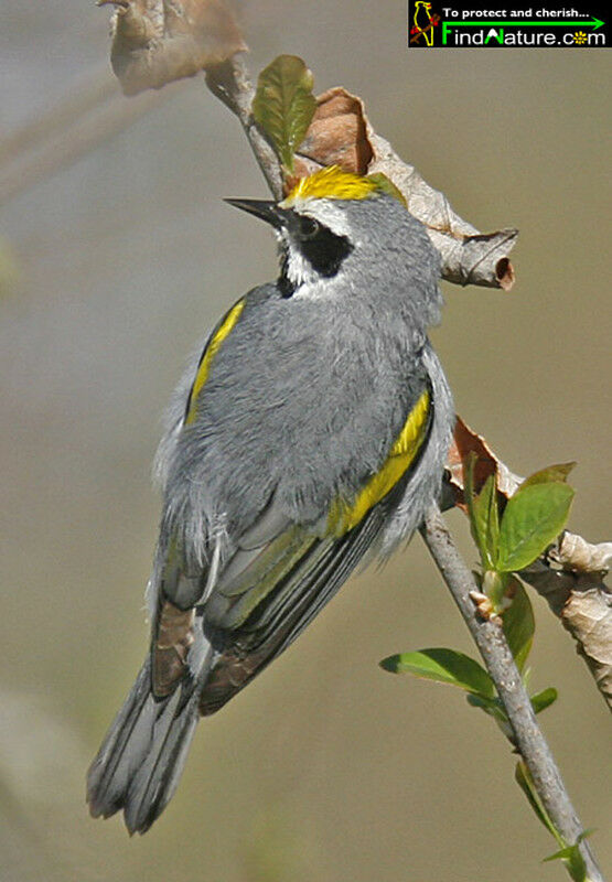 Golden-winged Warbler male adult breeding