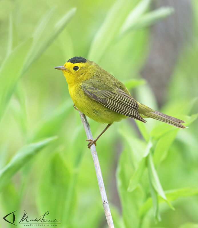 Wilson's Warbler male adult breeding