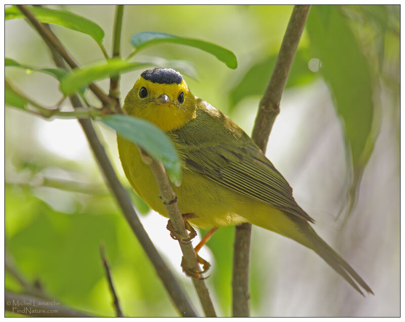 Wilson's Warbler male adult breeding