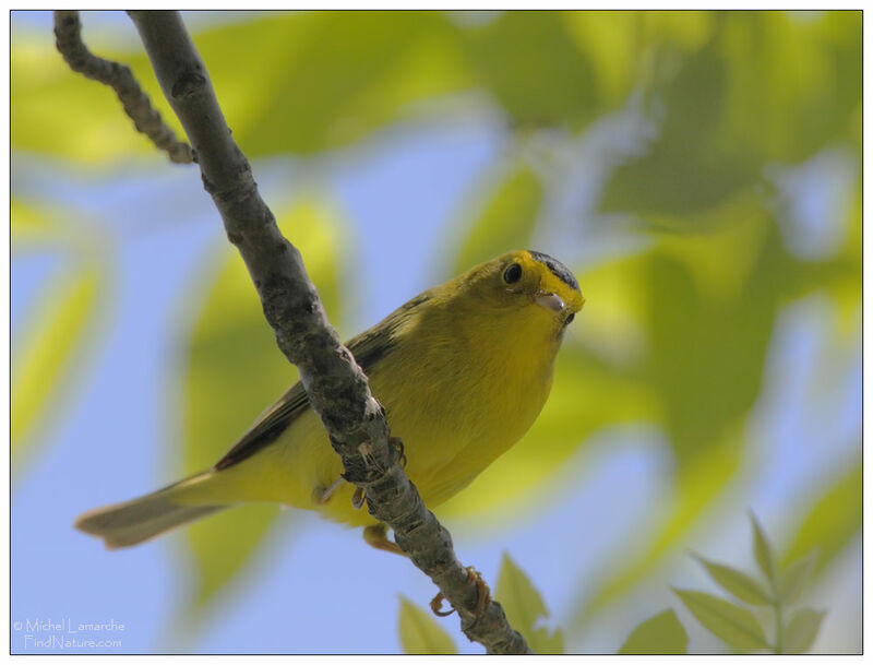 Wilson's Warbler male adult breeding