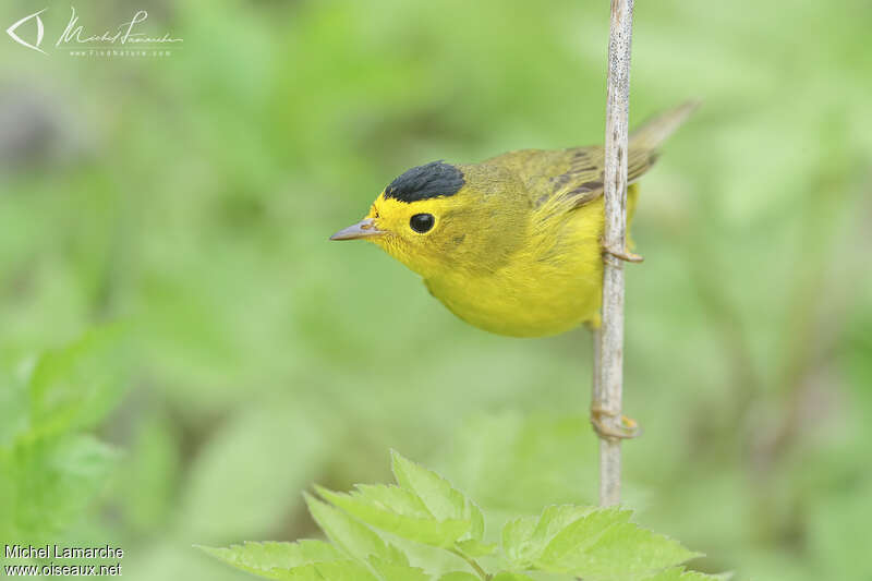 Wilson's Warbler male adult breeding, close-up portrait