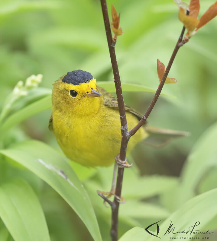 Wilson's Warbler male adult breeding