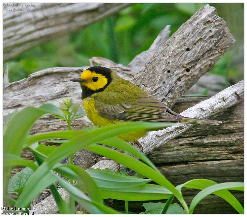 Hooded Warbler male adult breeding, identification