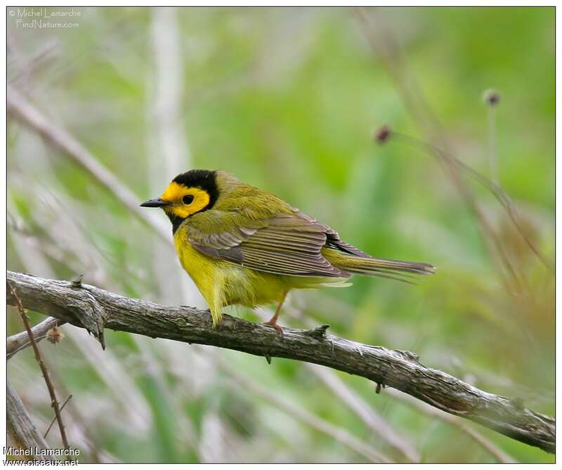 Hooded Warbler male adult breeding, identification