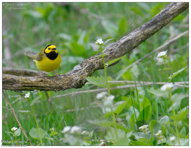 Hooded Warbler male adult breeding, close-up portrait