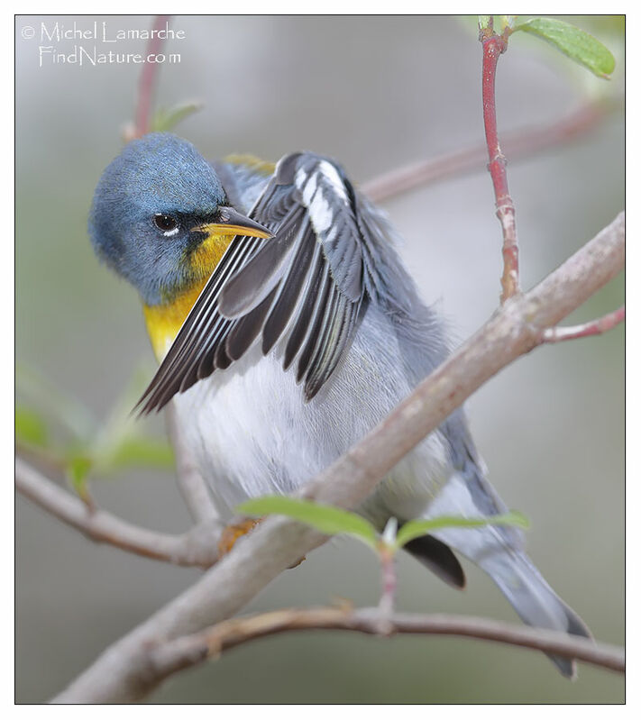 Northern Parula