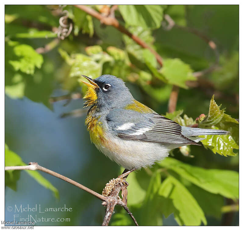 Northern Parula male adult breeding, identification