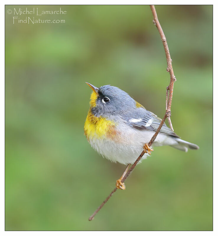 Northern Parula