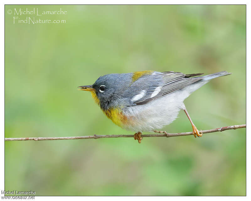 Paruline à collier mâle adulte nuptial, pigmentation, mange