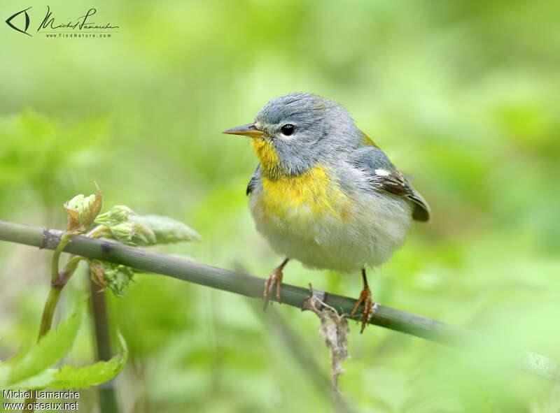 Paruline à collier mâle subadulte, portrait