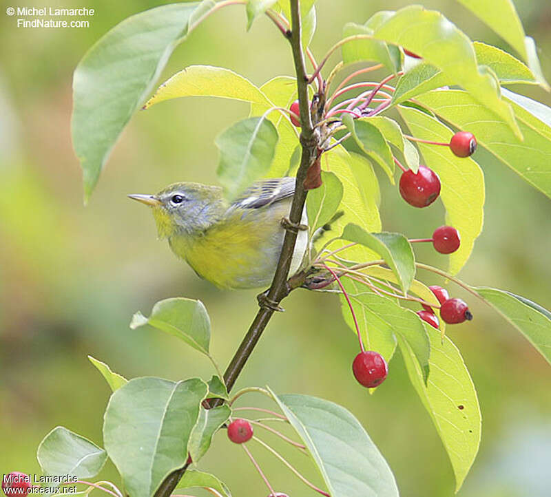 Paruline à collier1ère année, portrait