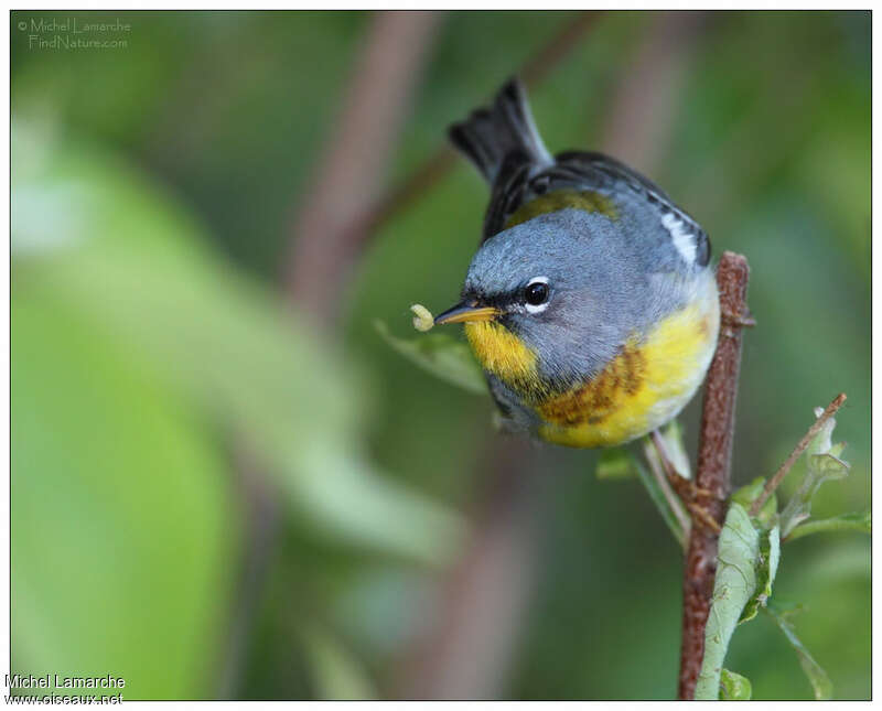 Northern Parula male adult breeding, pigmentation