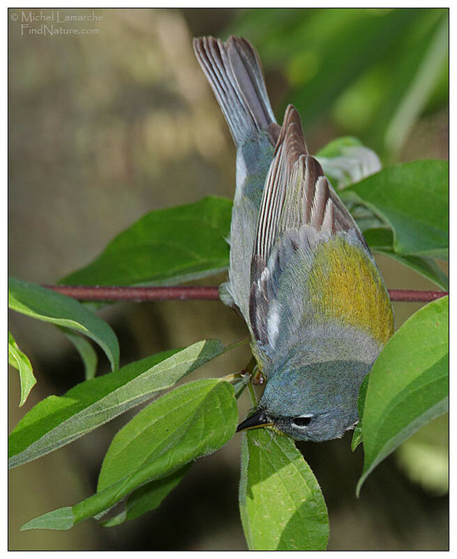 Paruline à collier