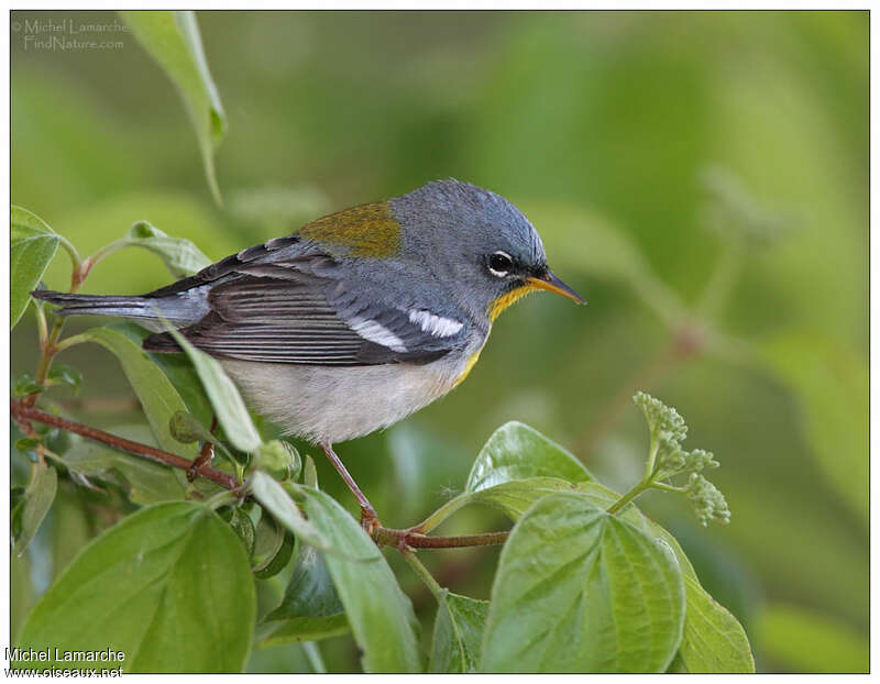 Northern Parula male adult breeding, pigmentation