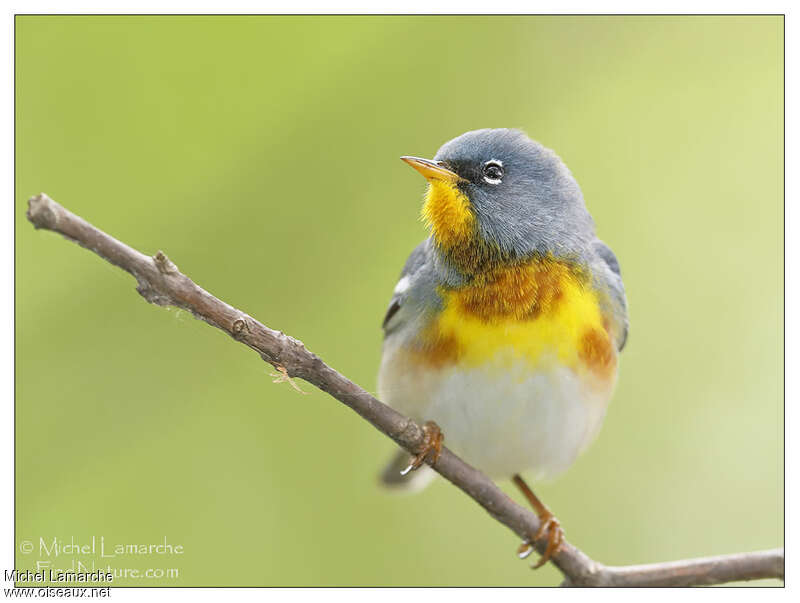 Paruline à collier mâle adulte nuptial, portrait