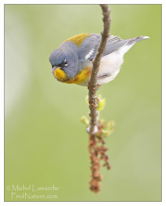 Northern Parula