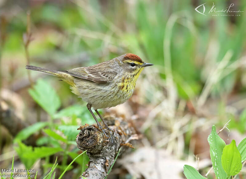 Palm Warbler male adult breeding, identification