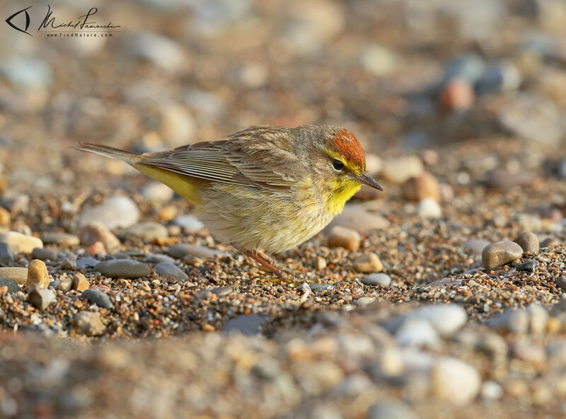 Palm Warbler