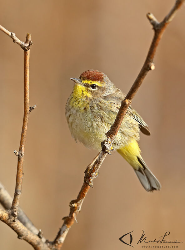 Paruline à couronne rousse