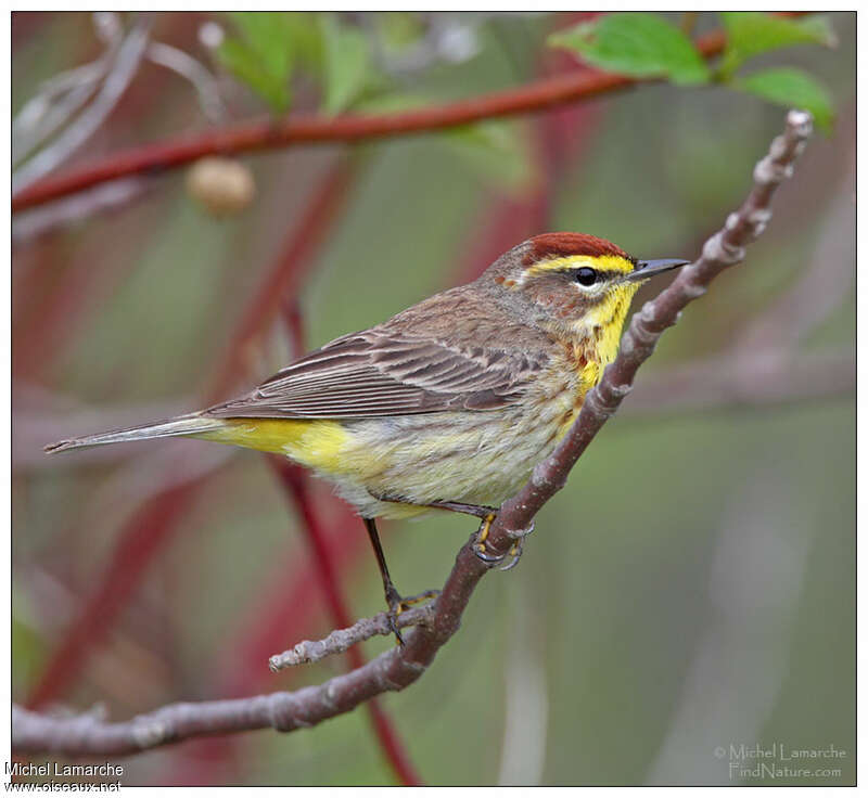 Palm Warbler male adult breeding, identification