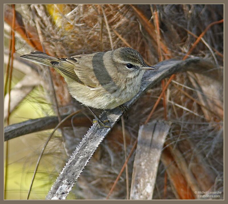 Palm Warbler