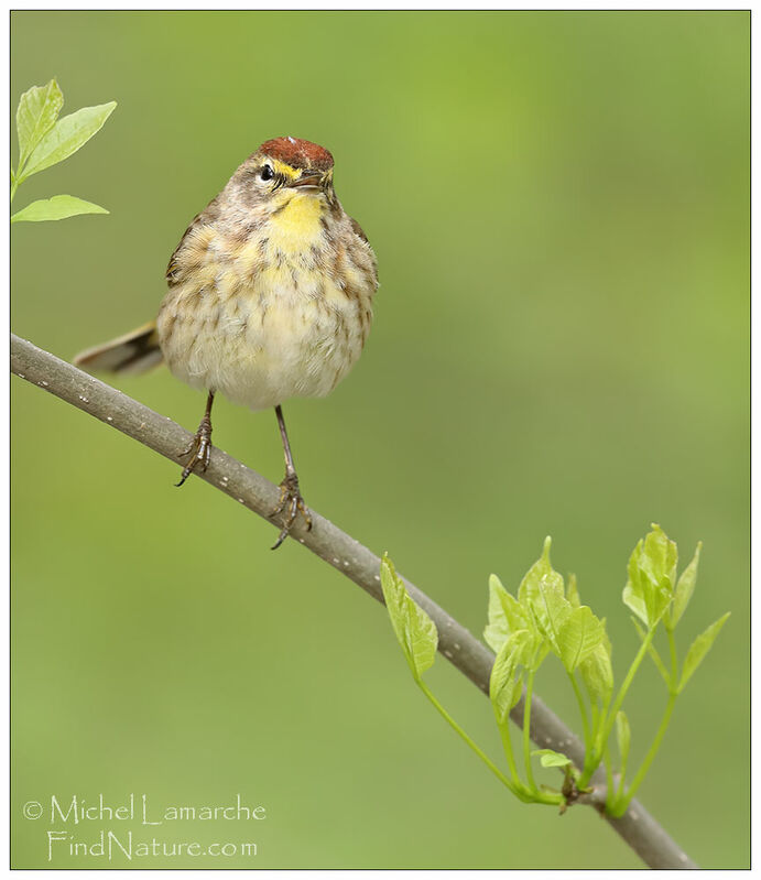 Palm Warbler