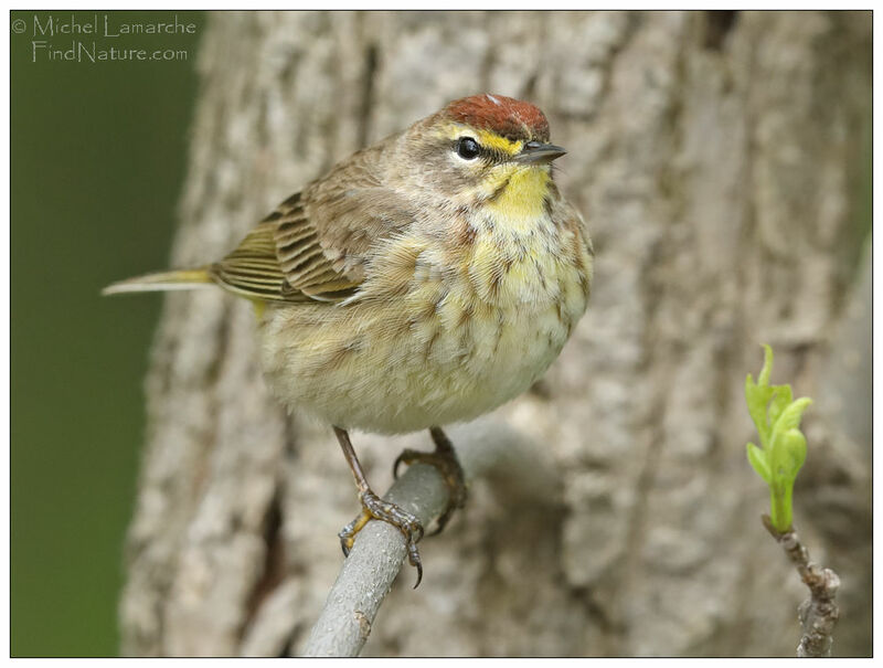 Palm Warbler