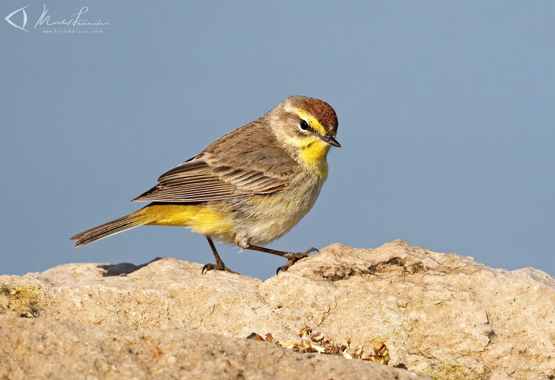 Palm Warbler