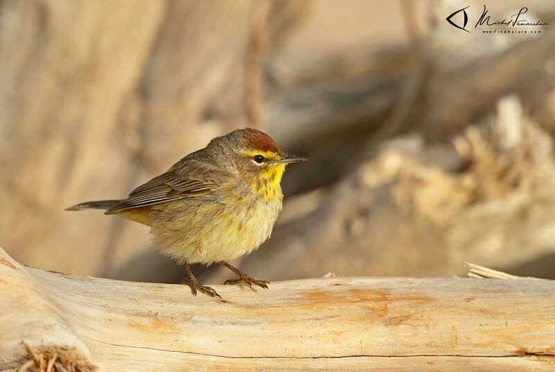 Palm Warbler