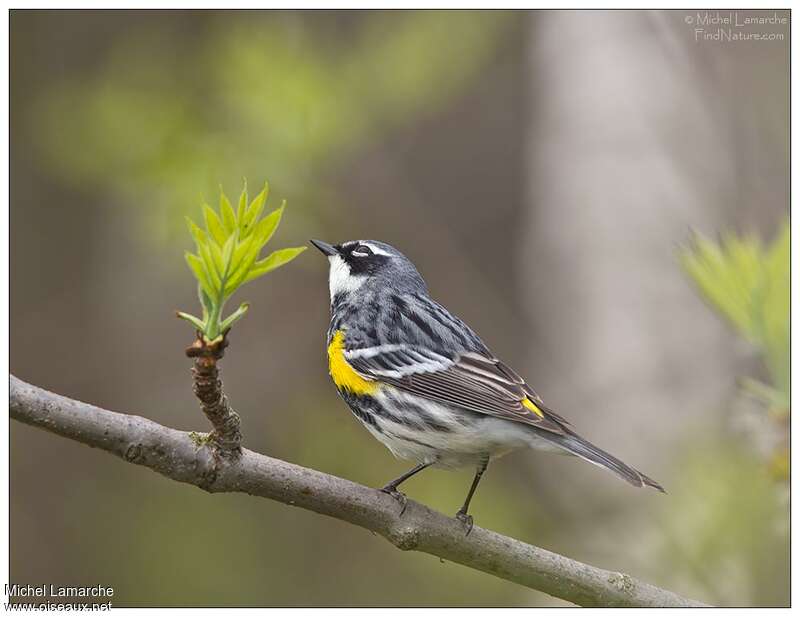 Myrtle Warbler male adult breeding, pigmentation