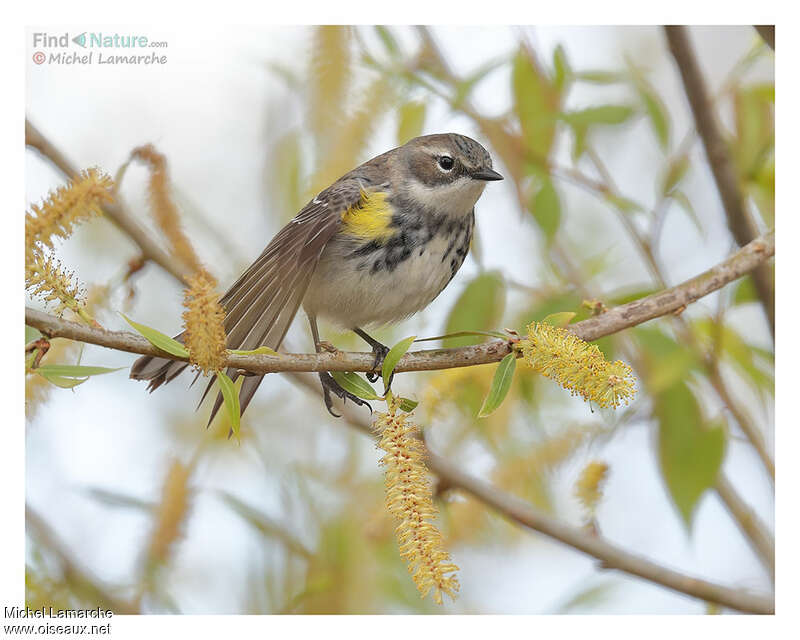 Myrtle Warbler female adult, identification