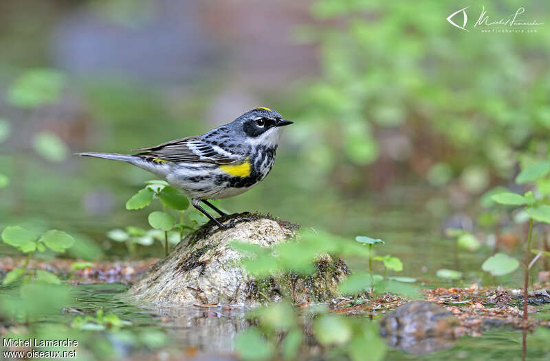 Myrtle Warbler male adult breeding, identification