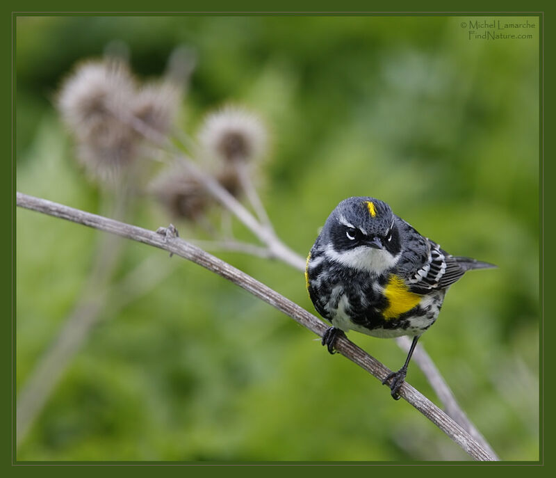 Myrtle Warbler male adult