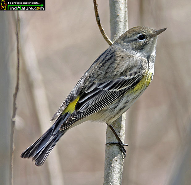 Myrtle Warbler