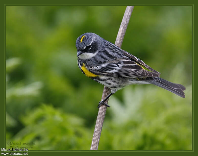 Paruline à croupion jaune mâle adulte nuptial, identification