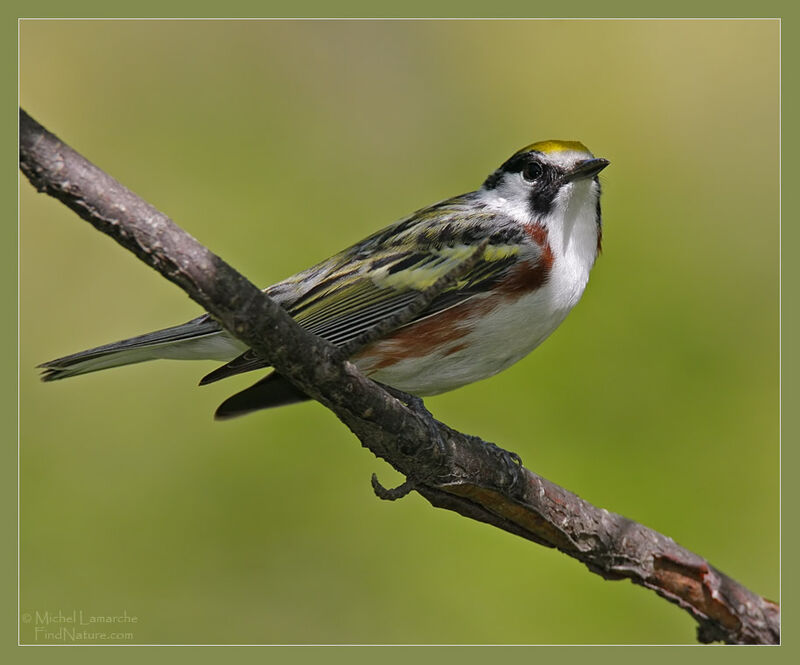 Chestnut-sided Warbler male adult breeding