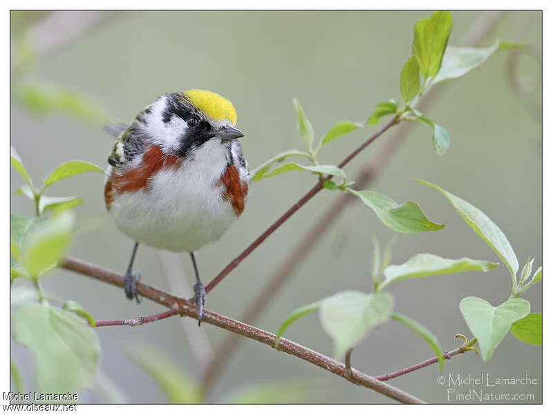 Chestnut-sided Warbler male adult, close-up portrait