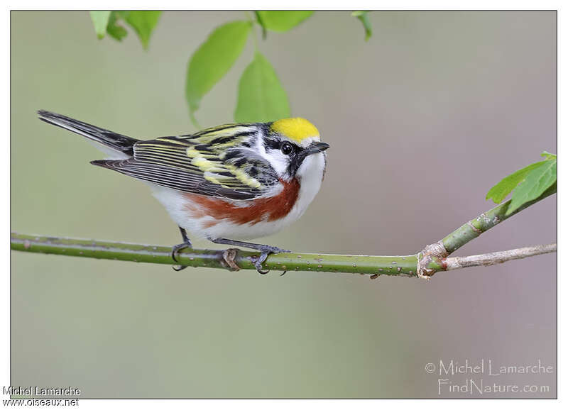 Chestnut-sided Warbler male adult, identification