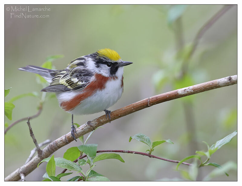 Chestnut-sided Warbler