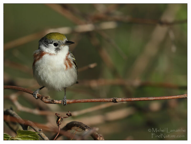 Chestnut-sided Warbler