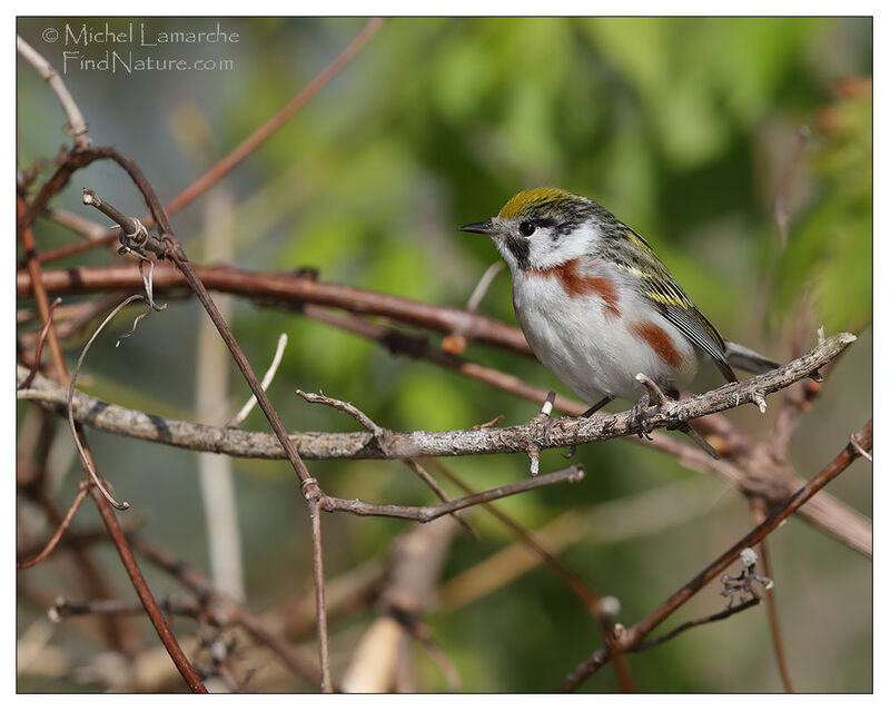 Chestnut-sided Warbler