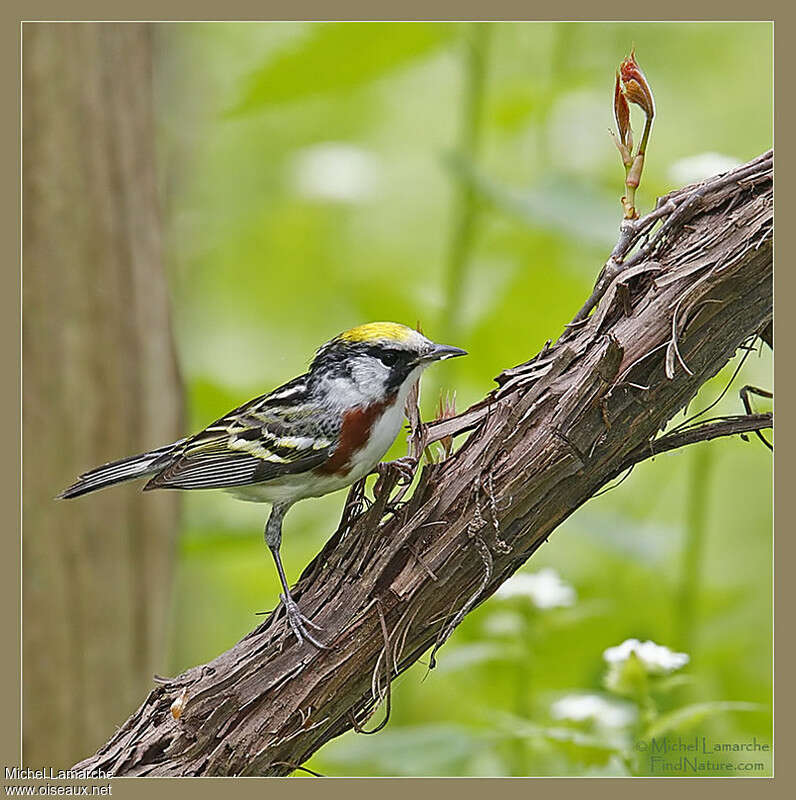 Chestnut-sided Warbler male adult breeding