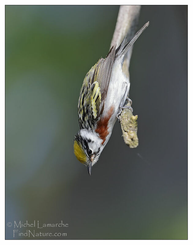 Chestnut-sided Warbler