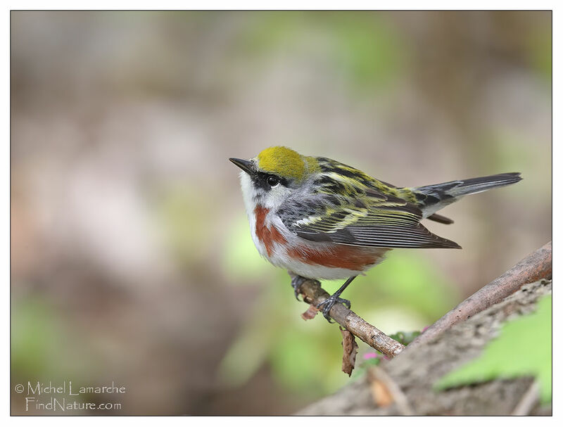 Chestnut-sided Warbler