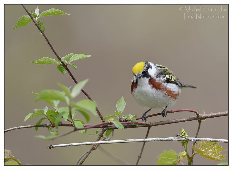 Chestnut-sided Warbler male adult breeding