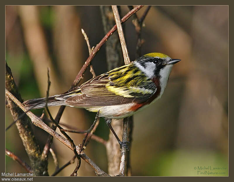 Chestnut-sided Warbler male adult breeding, identification