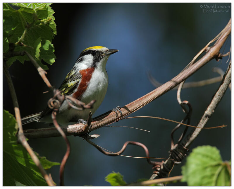 Chestnut-sided Warbler male adult breeding