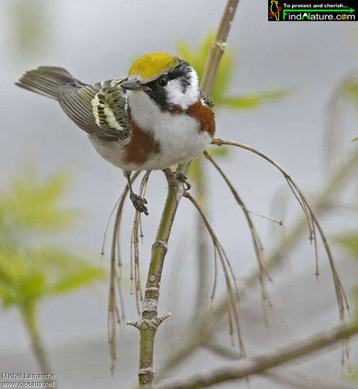 Paruline à flancs marron mâle adulte